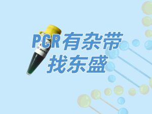 Super TaqMix:PCR有杂带 找东盛